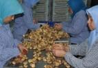 Kuru incir Çin'e tattırdı ihracatı 10'a katladı