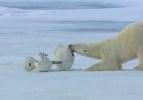Kutup ayısının kaykay dronela imtihanı