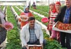 Mersin'de çilek hasadı başladı