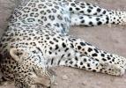 &Ouml;ld&uuml;r&uuml;len leopar incelenmeye alındı