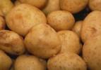 Yerli patates tohumu görücüye çıkıyor