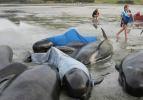 Yeni Zelanda'da 200 balina karaya vurdu