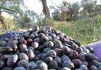 Zeytin hasadı başladı