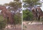 Zürafa kavgası kameraya böyle yansıdı