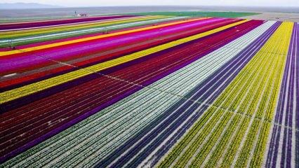 Fotoğraf st&uuml;dyosu gibi lale tarlaları