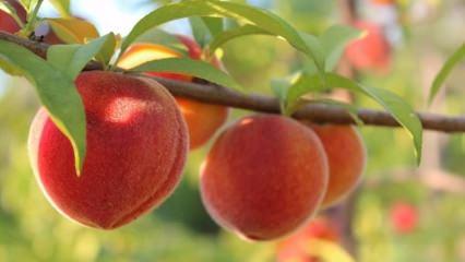 Kabuğundaki tehlikeye dikkat!