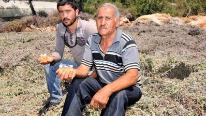 Kimsenin yüzüne bakmadığı bitkiden servet kazandı