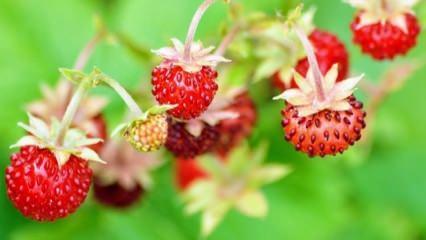 &Ccedil;ilek yaprağını bir gece ıslatarak bekletin...