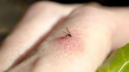Sivrisinek en çok hangi kan grubunu ısırır?