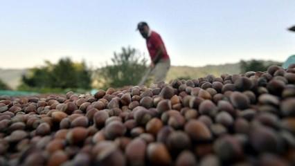 Türkiye'nin fındık ihracatı azaldı