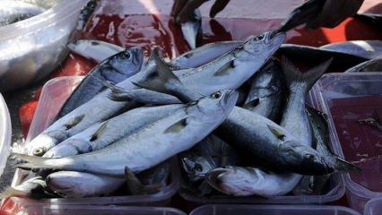 Palamut ve hamsi ucuzladı sıra lüferde