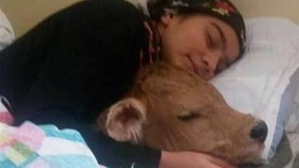 Şimdi de hasta buzağısıyla fotoğraflarını paylaştı