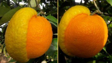 Gören şaşırıyor! Yarısı limon, yarısı portakal...