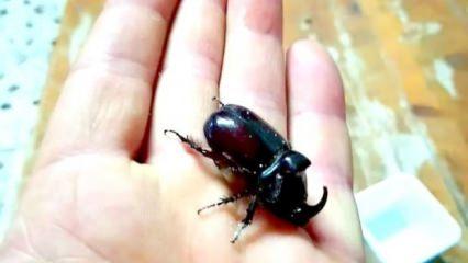 Benzin istasyonunda gergedan böceği buldu