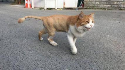 Oktar’ın ‘aslan’ kedisi sokakta kaldı