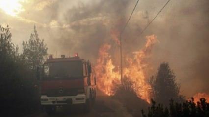 Yunanistan’da orman yangını: 50 ölü 156 yaralı