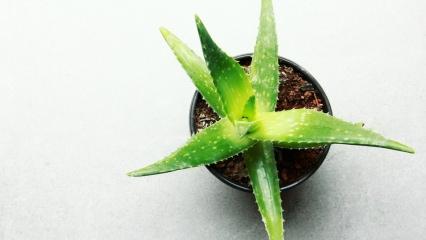 Aloe vera bakımı nasıl olur? Kışın aloe vera bakımı