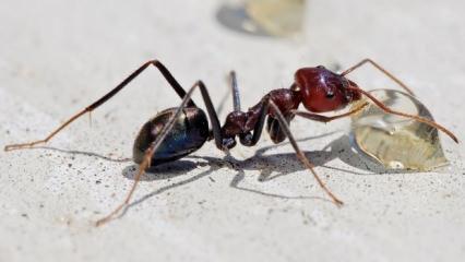 Evdeki karıncalardan nasıl kurtulunur? Doğal yollarla karıncaları kovma yöntemleri