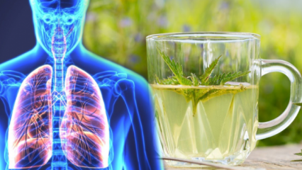 Akciğerleri temizleyen en etkili doğal ilaçlar nedir?
