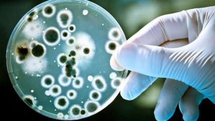 Süper bakteri uzayda 3 yıl yaşayabiliyor