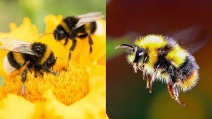Rüyada arı görmek iyiye mi işaret eder |Rüyada arı hayra mı alamettir?