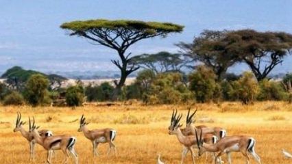 Vize istenmiyor! Vize gerekmeyen birbirinden güzel 5 Afrika ülkesi