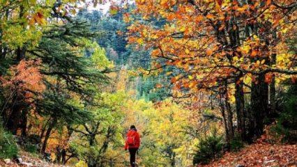 Sonbaharın gözdesi, kasnak meşesi ormanı
