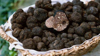 Yumurta Catlatma Ignesi Nedir Ne Ise Yarar Igne Ile Yumurtlama Tedavisi Hamilelik Haberleri