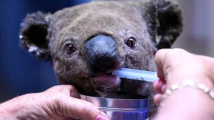 Koalaları yangından kurtaran Avustralya, kereste için onlarca koalayı öldürdü