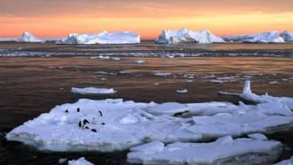 Dünya için ürkütücü haber! Antarktika'da sıcaklık rekoru kırıldı