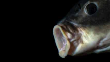 D&uuml;nyayı şaşırtan balık! 100 yıldan uzun s&uuml;redir...