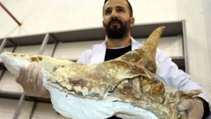 7,5 milyon yıllık kafatası gün yüzüne çıkıyor