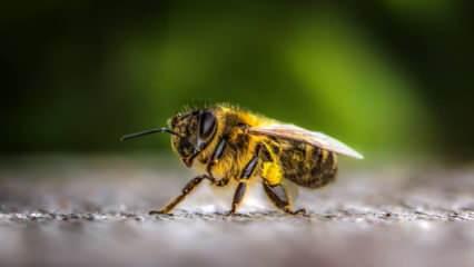Bilim adamlarından korkutucu açıklama: Arıların kıyameti...