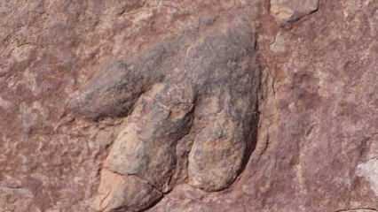 Kanada'da 11 milyon yıllık 'ölüm meleği' fosili bulundu