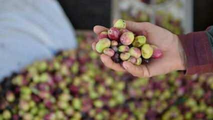 Kesilen 600 zeytin ağacı için 110 bin lira para cezası verildi