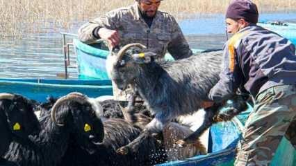 Keçilerin balıkçı tekneleriyle dikkat çeken dönüş yolculuğu	