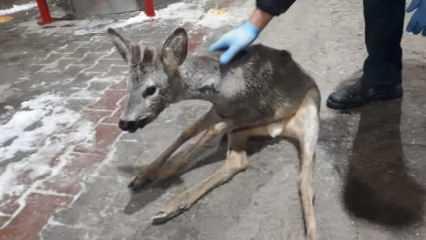 Bolu'da yavru gazelle bu halde bulundu