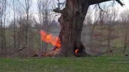 400 yıllık tarihi çınar ağacını yaktılar