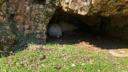 Mağarada 300 kilo esrar ele geçirildi