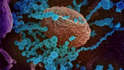 Koronavirüs insan hücrelerine ne yapıyor? Adım adım görüntülendi