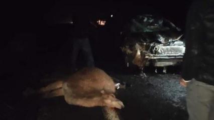 Şanlıurfa'da otomobil deve sürüsünün arasına daldı