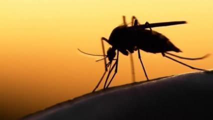 Yaz yaklaşıyor! Sivrisineklerden koronavirüs bulaşır mı? Dünya Sağlık Örgütü açıkladı