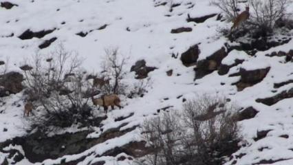 Sümbül Dağı eteklerine inen dağ keçilerini izlediler