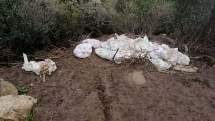 Araziye 400 tavuk ölüsü atan çiftlik sahibine 88 bin lira ceza