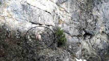 Dağ keçisinin 'drone'la imtihanı