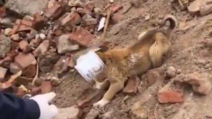 Jandarma ekipleri kafası konserve kutusuna sıkışan yavru köpeği kurtardı