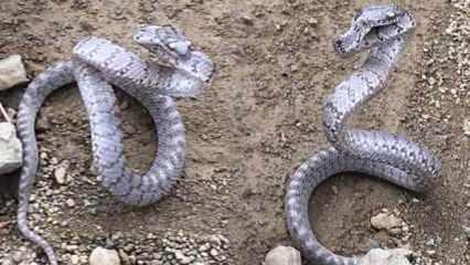 Kedi gözlü yılan, Kahramanmaraş'ta ilk kez görüntülendi