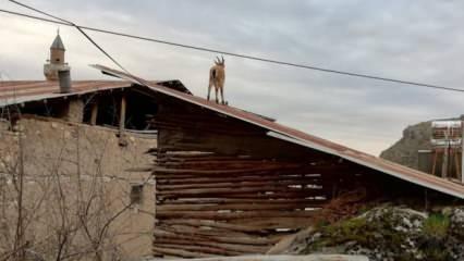 Vatandaşlar evde kalınca yaban keçileri çatılara kadar çıktı