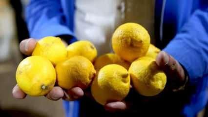 Limonda 10 bin ton ihracat sevindirdi