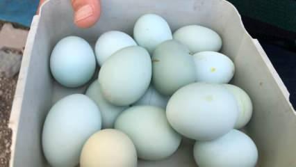 Mavi yumurtlayan tavuk görenleri şaşırtıyor